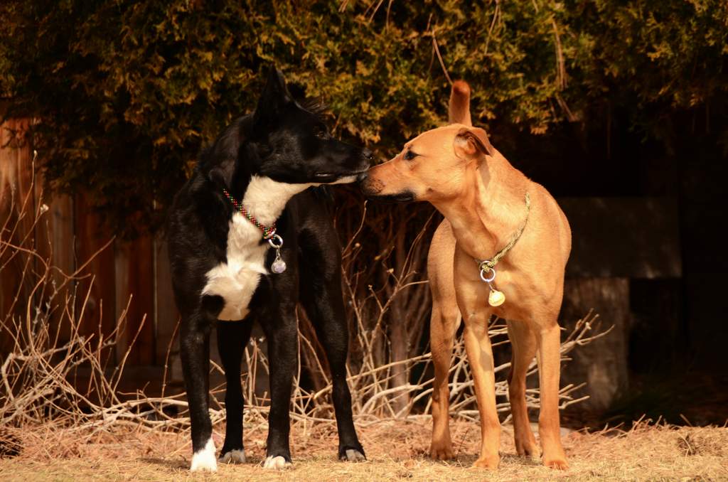 20190318Dogs_5394