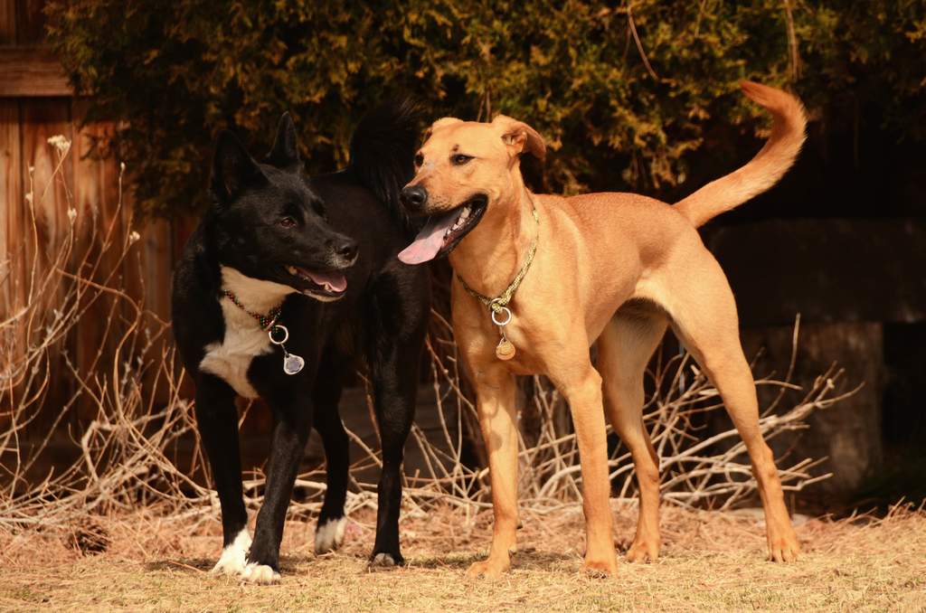 20190318Dogs_5399