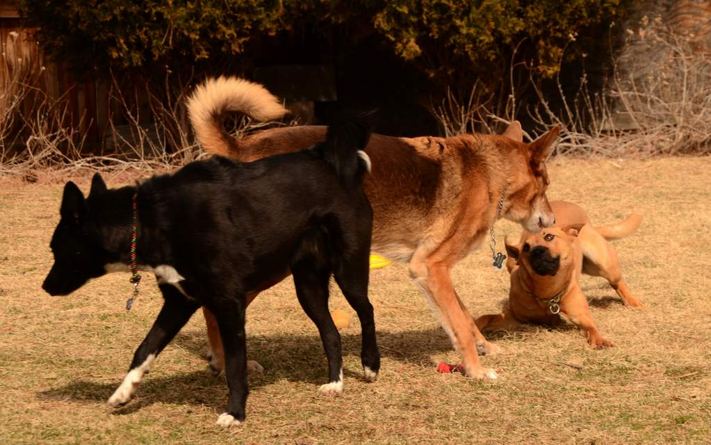 20190318Dogs_5405