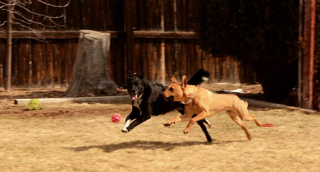 20190318Dogs_5444