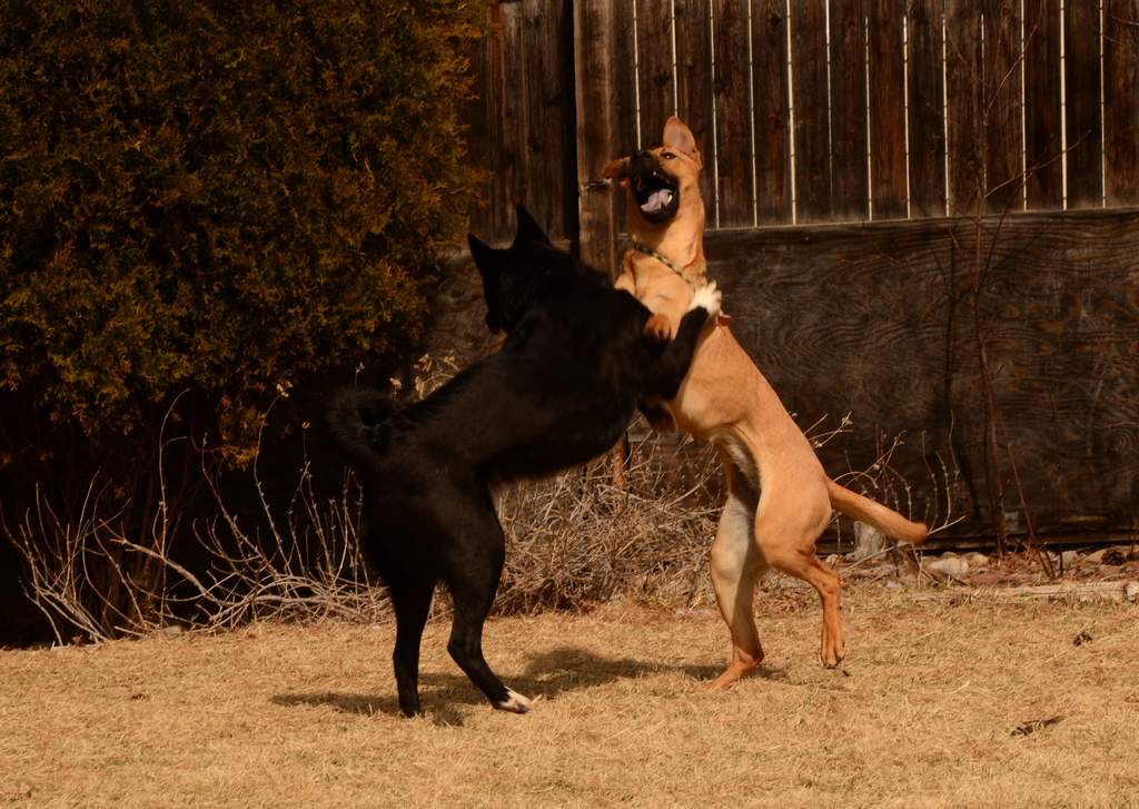 20190318Dogs_5464