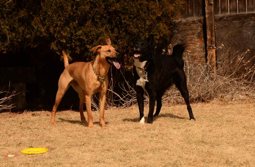20190318Dogs_5480