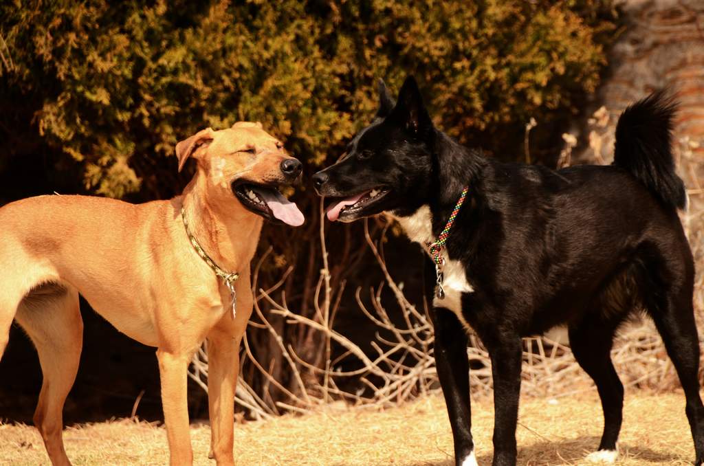 20190318Dogs_5486