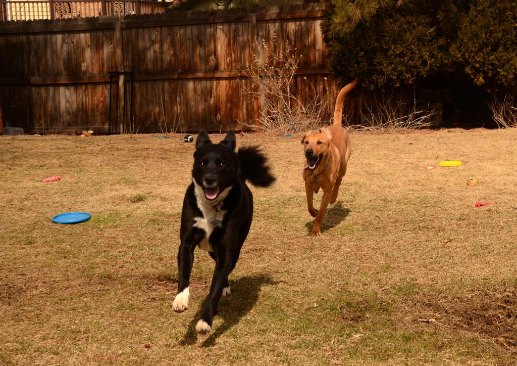 20190318Dogs_5488