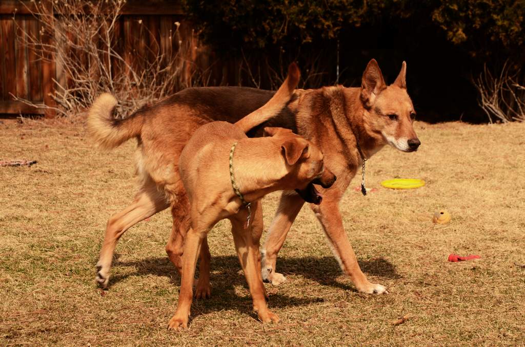 20190318Dogs_5493