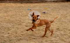 20190318Dogs_5187