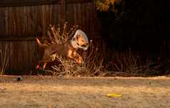 20190318Dogs_5213