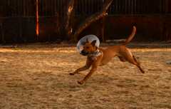 20190318Dogs_5219
