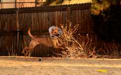 20190318Dogs_5221