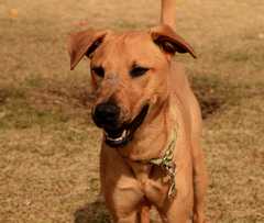 20190318Dogs_5286