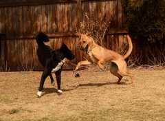 20190318Dogs_5292