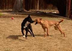 20190318Dogs_5307