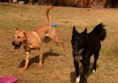 20190318Dogs_5319
