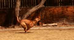 20190318Dogs_5321