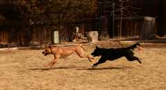20190318Dogs_5324
