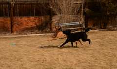 20190318Dogs_5325