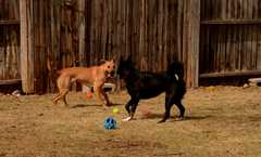 20190318Dogs_5329