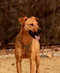 20190318Dogs_5337