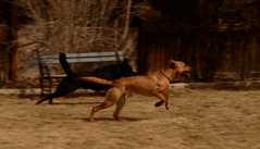 20190318Dogs_5340