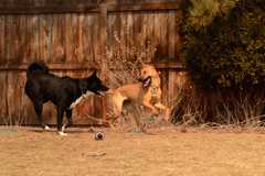 20190318Dogs_5347