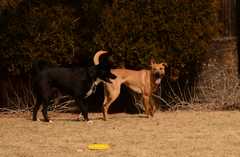 20190318Dogs_5349