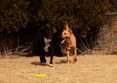 20190318Dogs_5350