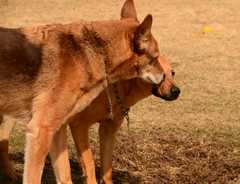 20190318Dogs_5366