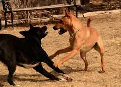 20190318Dogs_5378