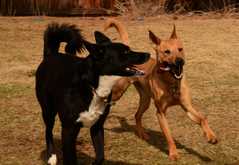 20190318Dogs_5381