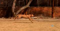 20190318Dogs_5385