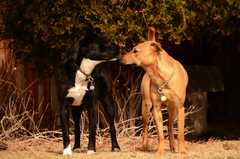 20190318Dogs_5394