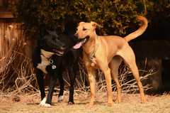 20190318Dogs_5399