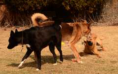 20190318Dogs_5405