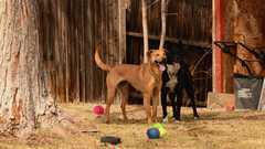 20190318Dogs_5432