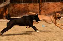 20190318Dogs_5442