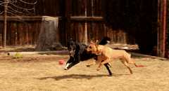 20190318Dogs_5444