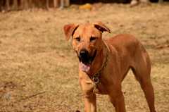 20190318Dogs_5457