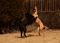 20190318Dogs_5464