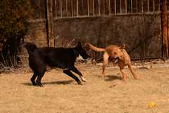 20190318Dogs_5474