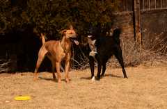 20190318Dogs_5480