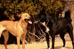 20190318Dogs_5486
