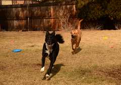 20190318Dogs_5488