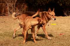 20190318Dogs_5493