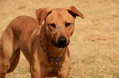20190318Dogs_5499