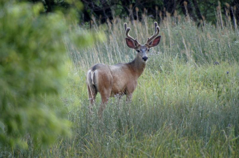 Deer0539