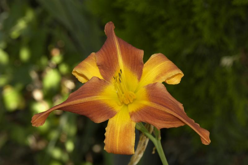 TigerLily0158