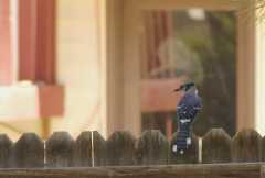 BlueJay0173