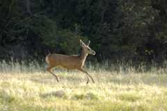 Deer0520