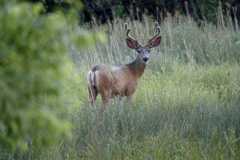 Deer0539
