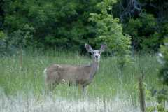 Deer0549